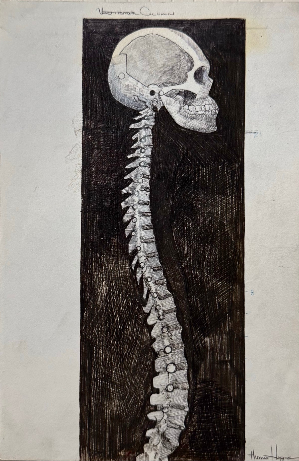 Front of The Vertebral Column, an original theory page by Tommy Hoppe