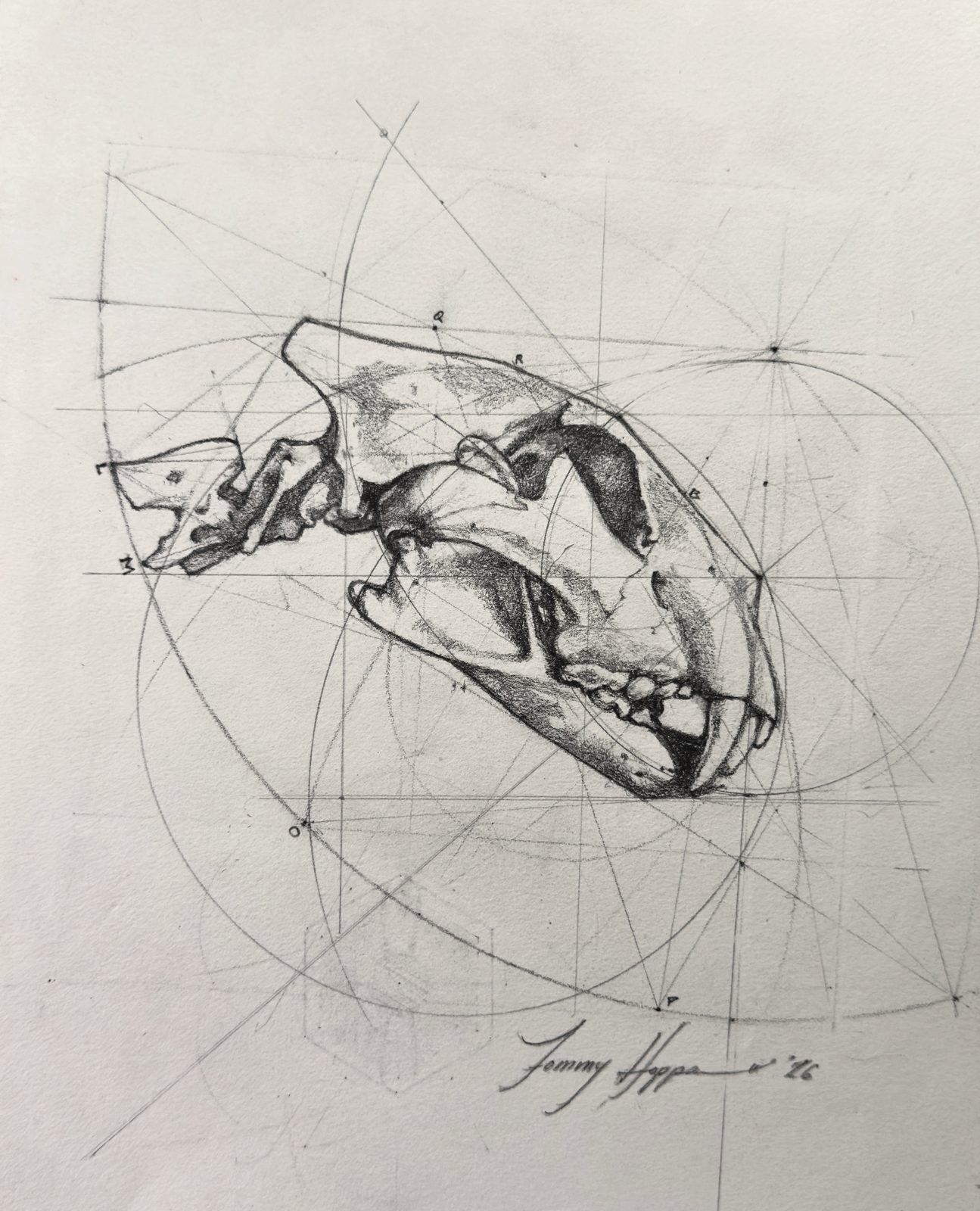 Feline Skull